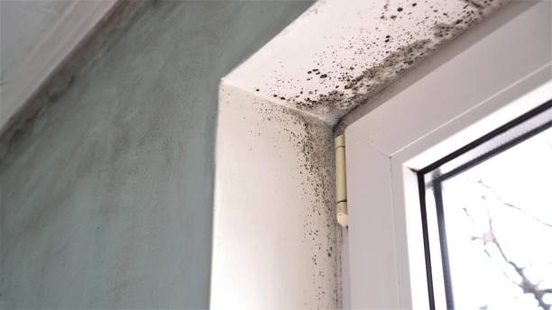 Best Mold Removal Process  in Fort Salonga, NY