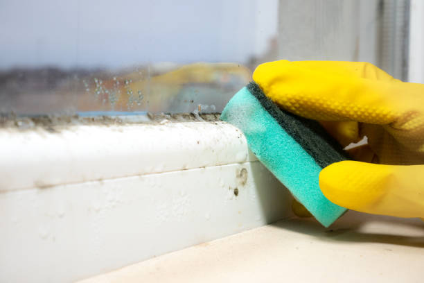 Best Residential Mold Removal  in Fort Salonga, NY