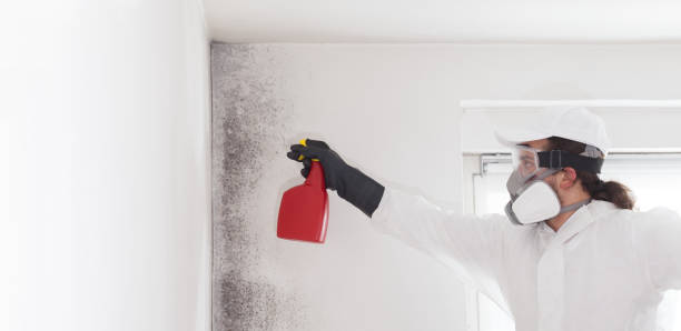 Attic Mold Removal in Fort Salonga, NY