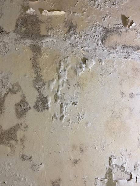 Best Certified Mold Removal  in Fort Salonga, NY