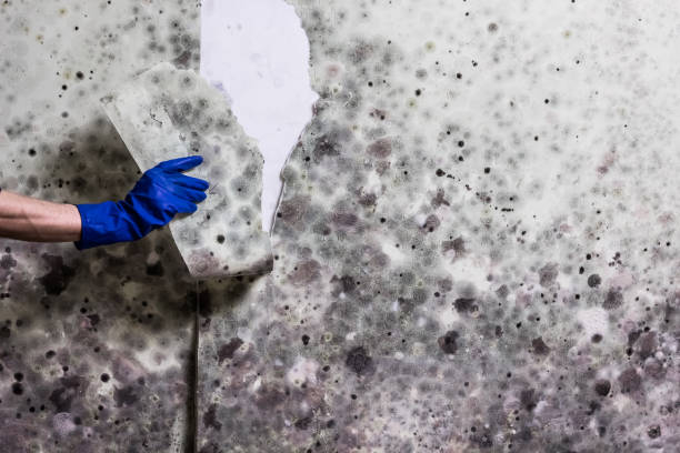 Best Attic Mold Removal  in Fort Salonga, NY